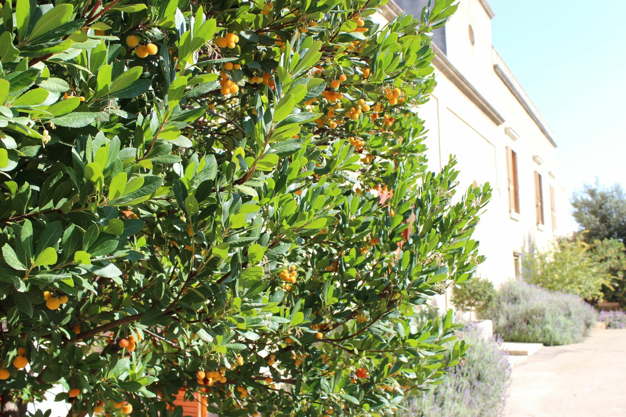 Masseria Pagani Nardò Zewnętrze zdjęcie